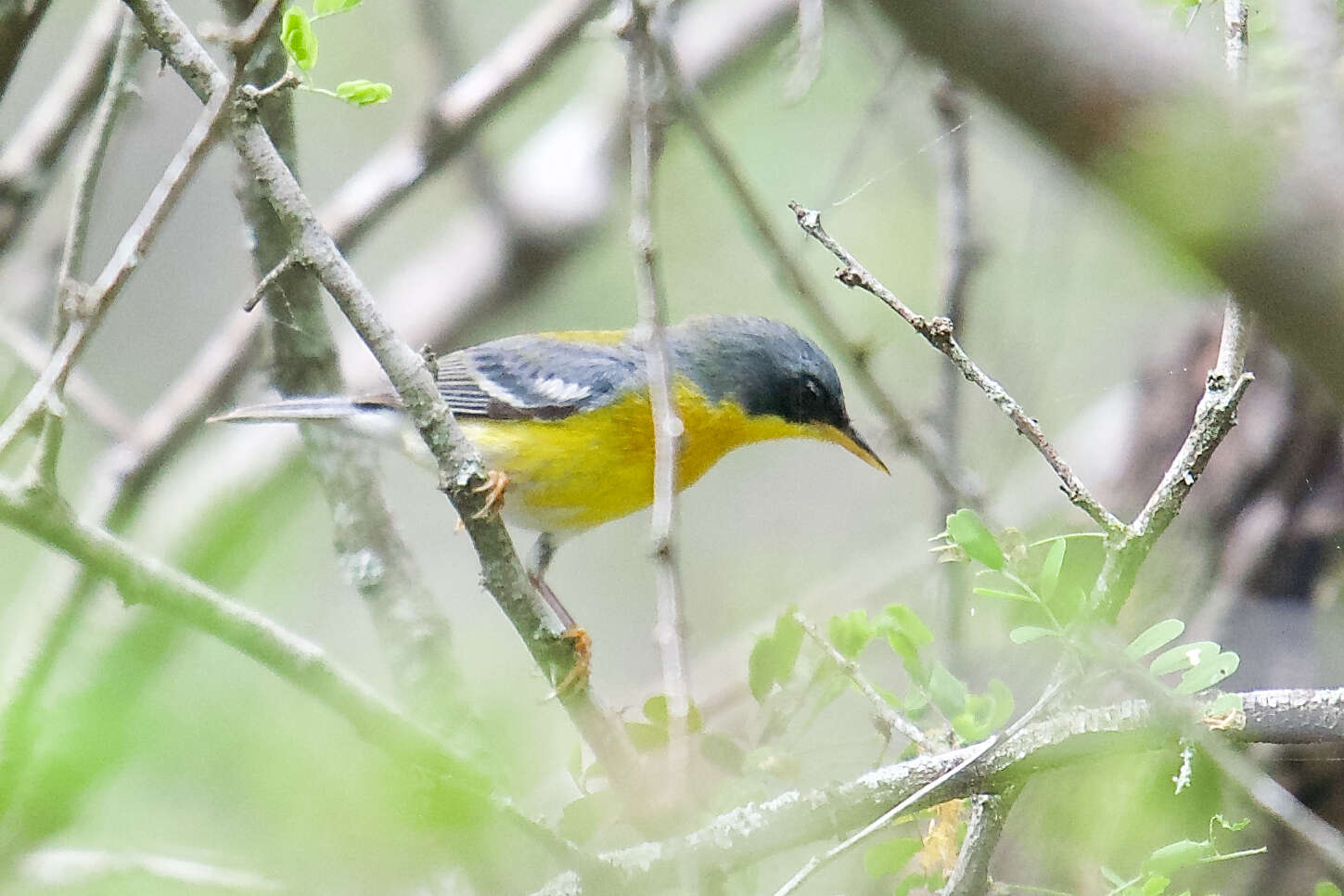 Image of Tropical Parula