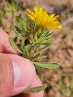 Image of stiffleaf false goldenaster