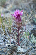 Image of Shasta owl's-clover