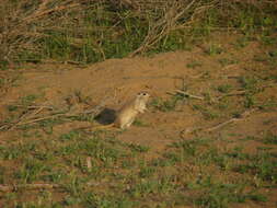 Image of Great Gerbil