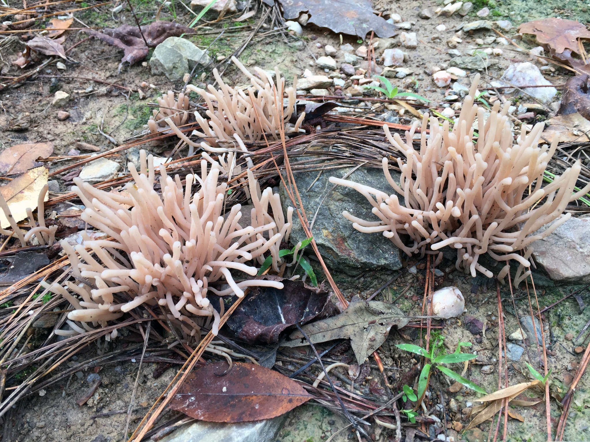 Image of Clavaria fumosa Pers. 1796