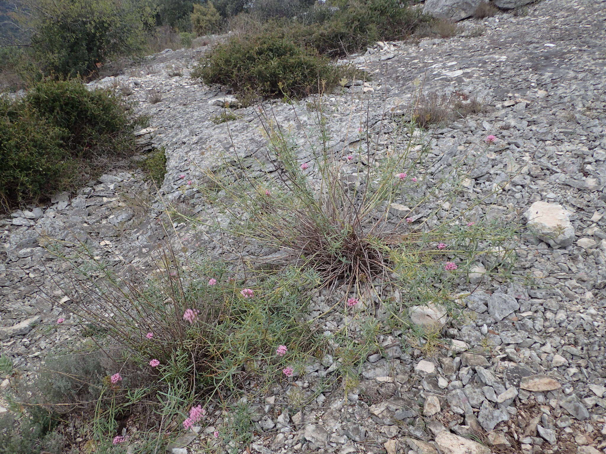 Image of Centranthus lecoqii Jordan