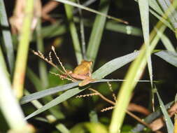 Image of Dendropsophus bifurcus (Andersson 1945)