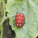 Слика од <i>Poecilocoris druraei</i>