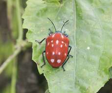 Image of <i>Poecilocoris druraei</i>