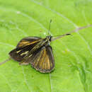 Image of Parphorus sapala Godman 1900