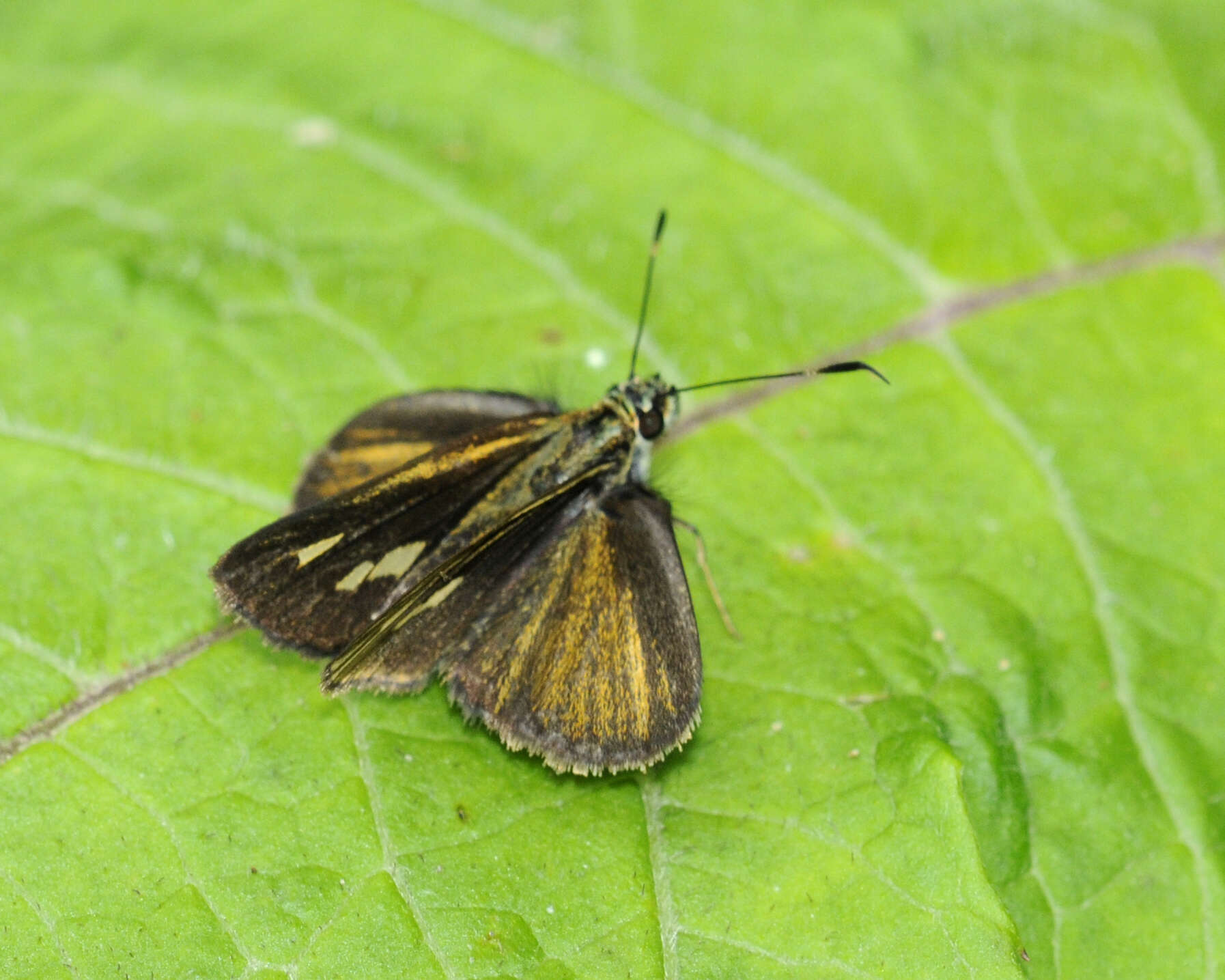 Image de Parphorus sapala Godman 1900