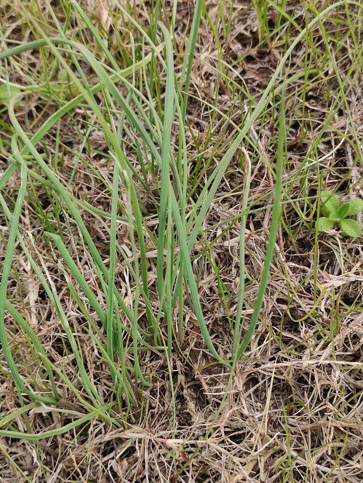 Image of Allium macrostemon Bunge