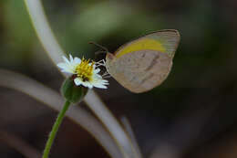 Слика од Eurema herla (Macleay 1826)