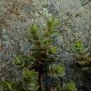 Image of Pimelea prostrata subsp. prostrata