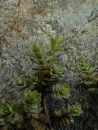 Image of Pimelea prostrata subsp. prostrata