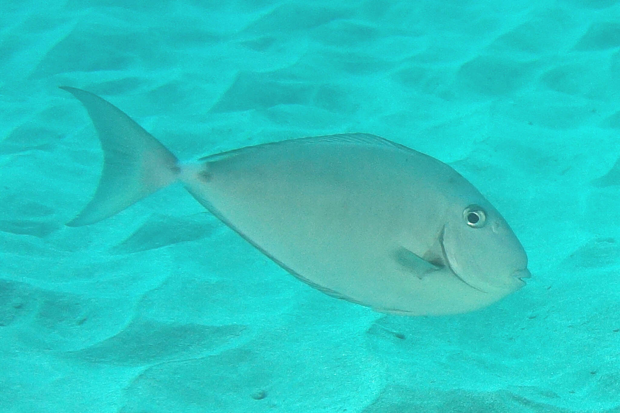 Image of Horseface Unicornfish