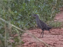 Image of Ash-throated Crake