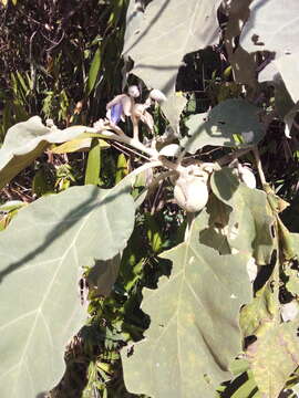 Image of Solanum crinitum Lam.