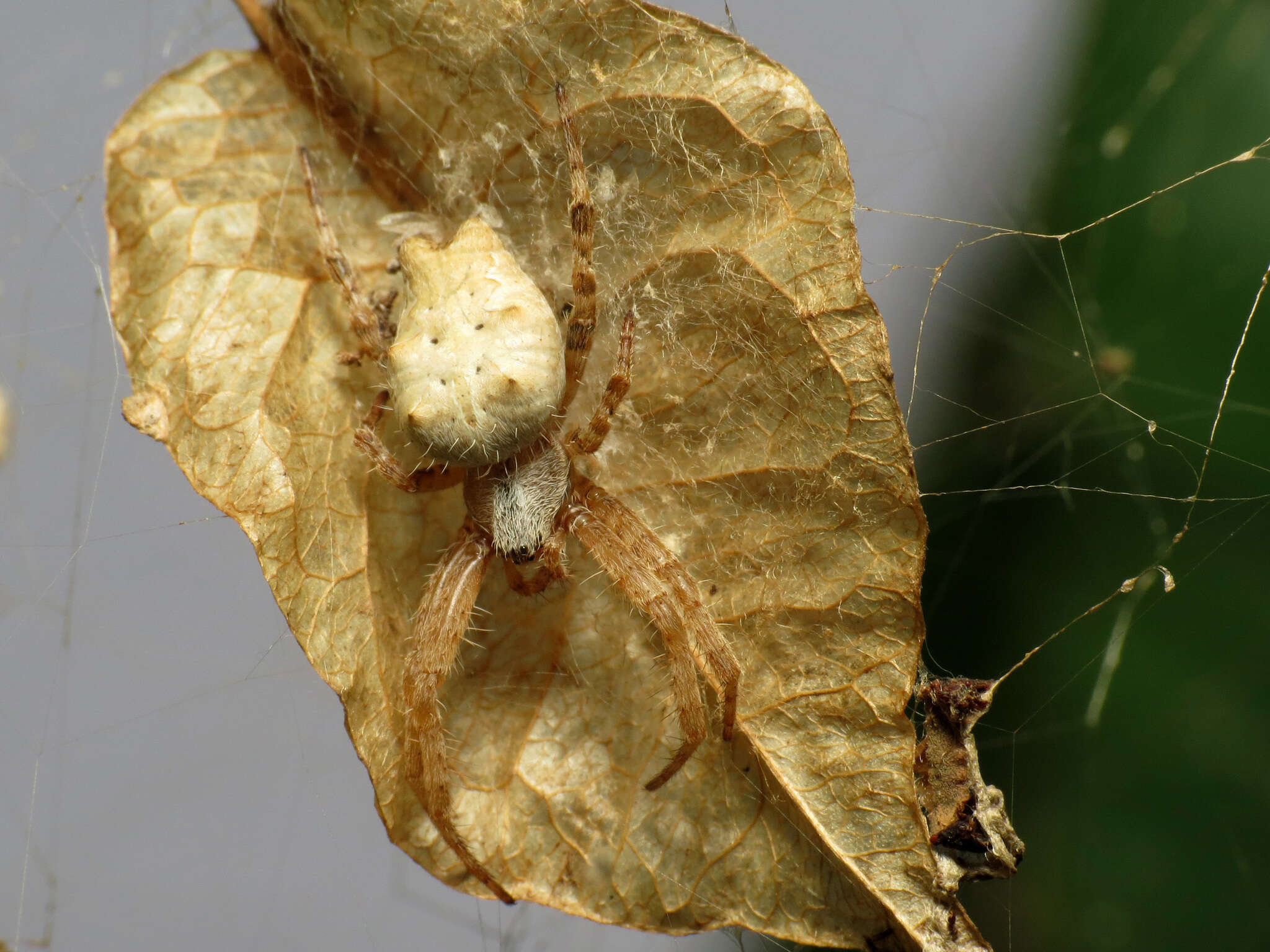 Image of Cyrtophora