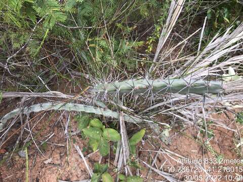 Sivun Cereus albicaulis (Britton & Rose) Leutzelb. kuva