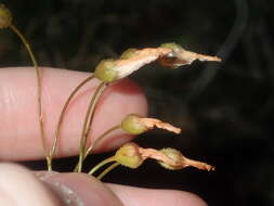 Image of Drosera prophylla