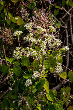 Image of Mikania natalensis DC.