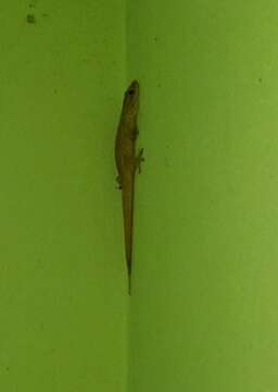 Image of Spotted Caribbean Gecko