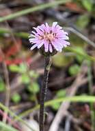 Image of Lagenophora platysperma