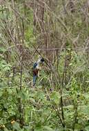 Image of Northern Rosella