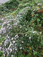 Image of Symphyotrichum versicolor (Willd.) G. L. Nesom