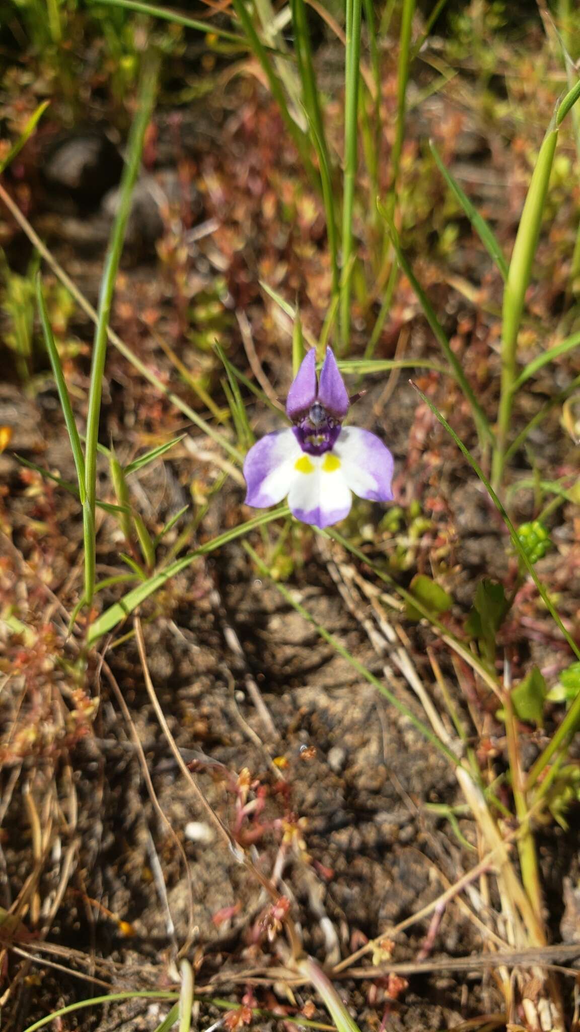 Image of doublehorn calicoflower