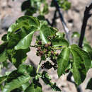 Image of Jatropha excisa var. excisa