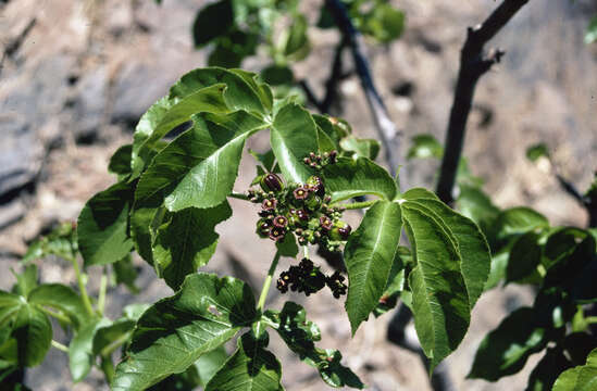 Sivun Jatropha excisa var. excisa kuva