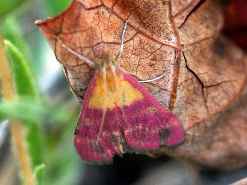 Image of Pyrausta virginalis Duponchel