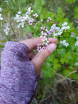 Image of Sierra brookfoam