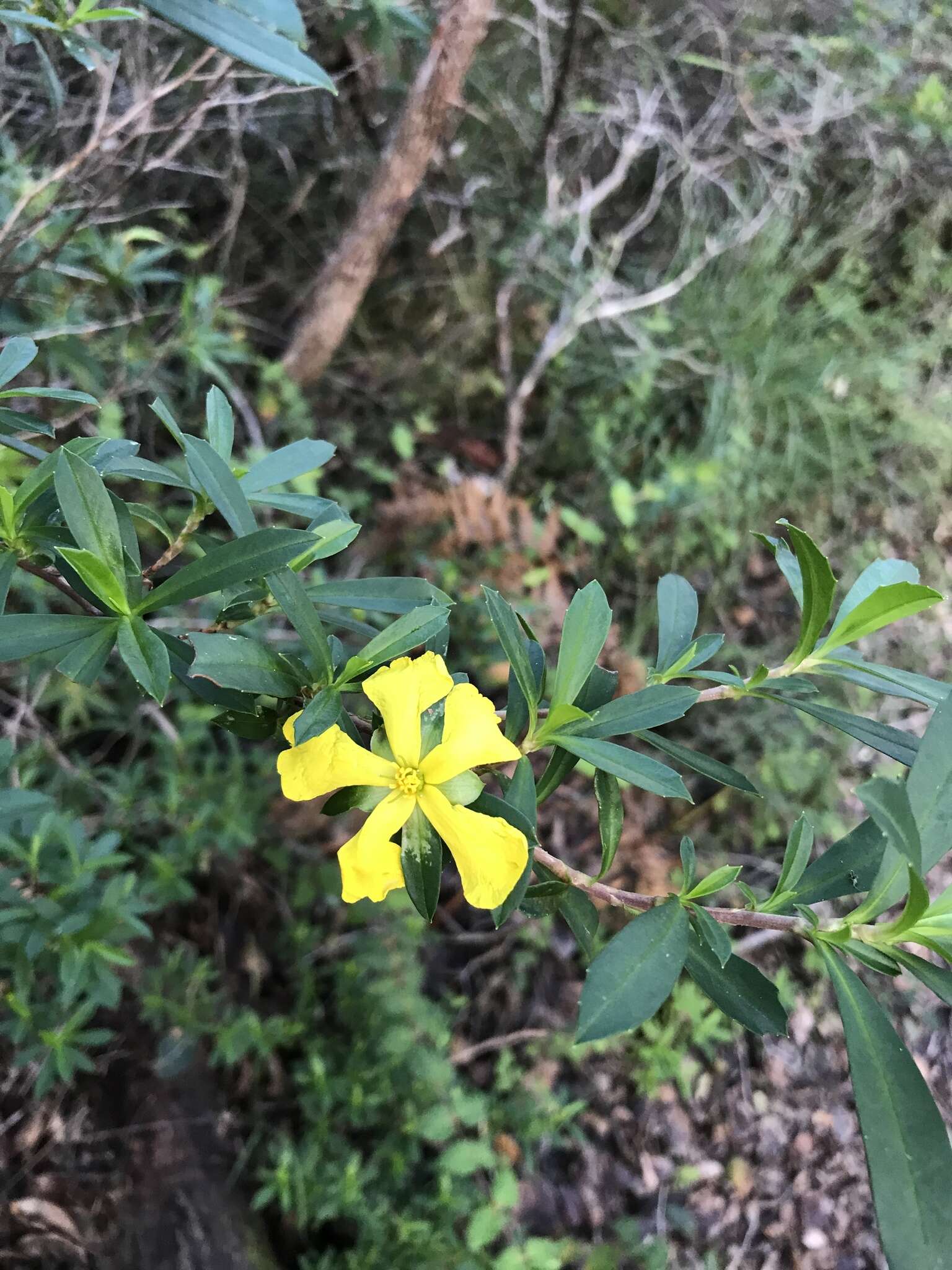 Image of Hibbertia cuneiformis (Labill.) Smith