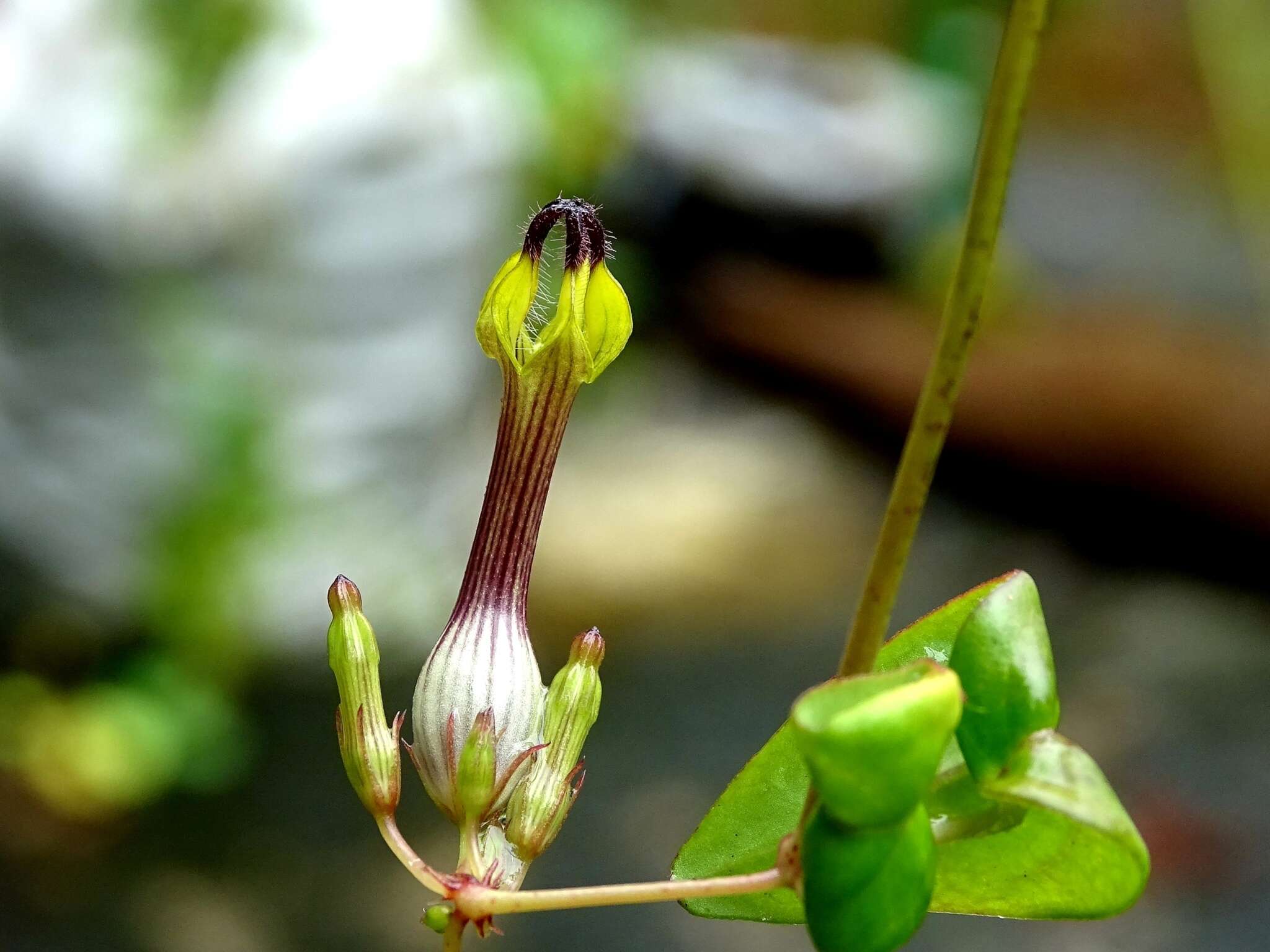 Image de Ceropegia candelabrum L.