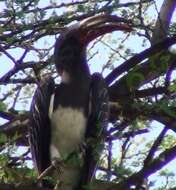 Image of Hemprich's Hornbill