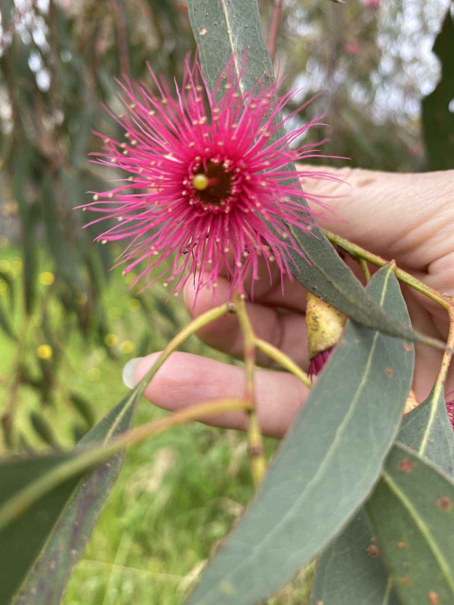 Image de Eucalyptus leucoxylon subsp. megalocarpa D. J. Boland