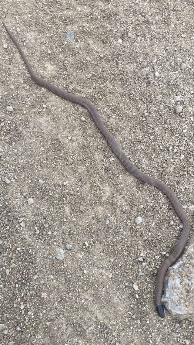 Image of Western Blackhead Snake