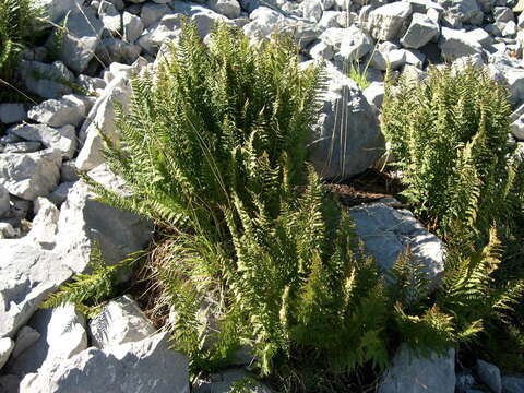 Image of Dryopteris villarii (Bell) Woynar ex Schinz & Thell.