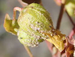 Image de Hermannia saccifera (Turcz.)