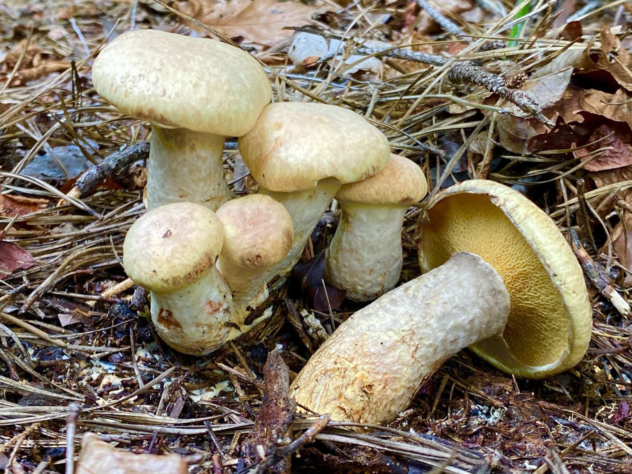 Image of Suillus decipiens (Peck) Kuntze 1898