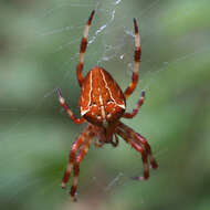 Image of Araneus ishisawai Kishida 1928