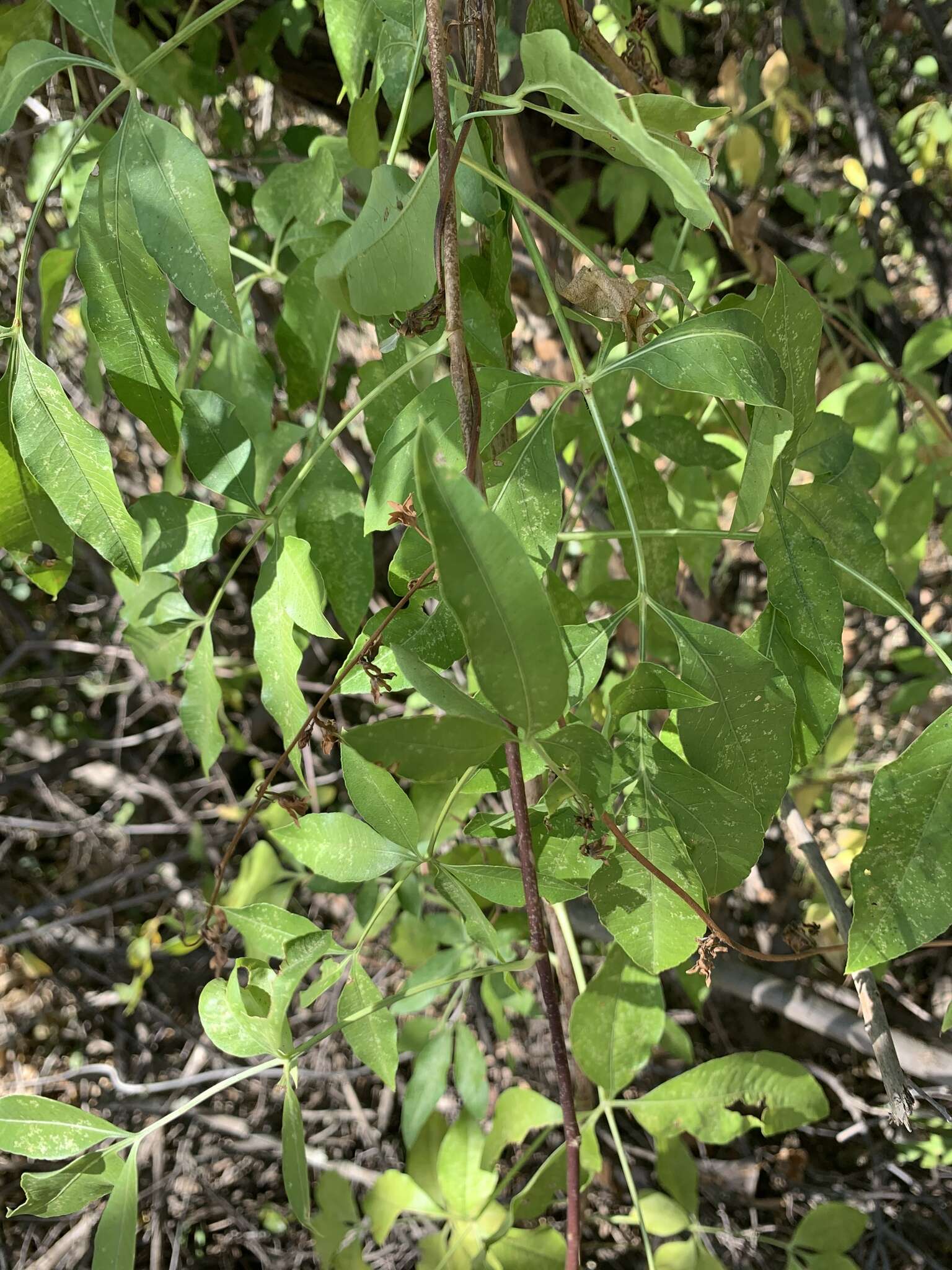 Heteromorpha arborescens (Thunb.) Cham. & Schltdl.的圖片