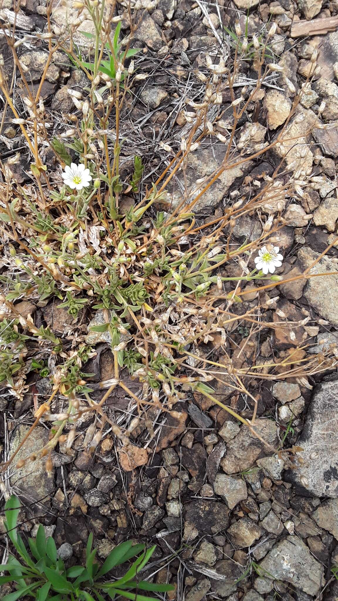 Imagem de Cerastium velutinum Raf.