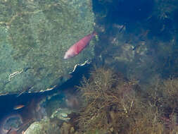 Image of Rosy parrotfish