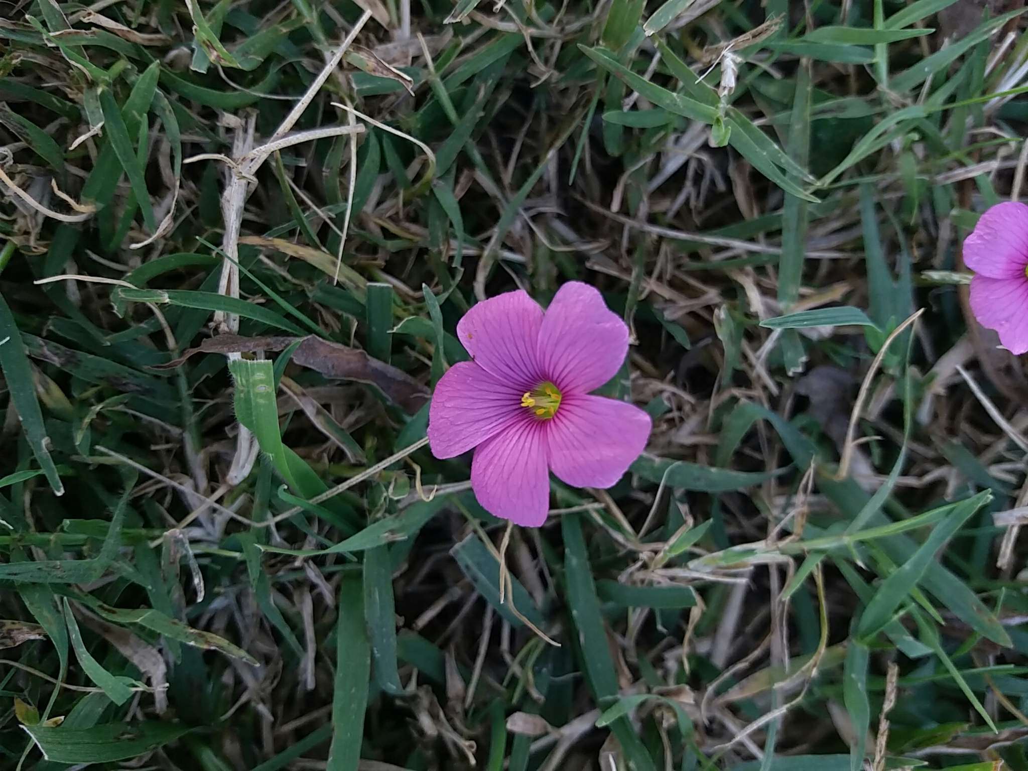 Image of Oxalis hispidula Zucc.