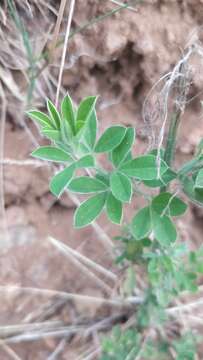 Image of Madeira Dyer's greenweed