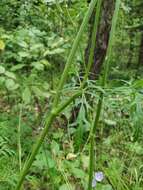 صورة Silphiodaucus prutenicus (L.) Spalik, Wojew., Banasiak, Piwczyński & Reduron