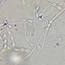 Phialemonium inflatum (Burnside) Dania García, Perdomo, Gené, Cano & Guarro 2013 resmi