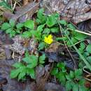 <i>Ranunculus <i>hispidus</i></i> var. hispidus的圖片