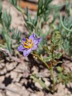 Image of Solanum lacunarium F. Müll.