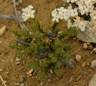 Image of Pimelea traversii Hook. fil.